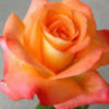 lizzys_kloset
